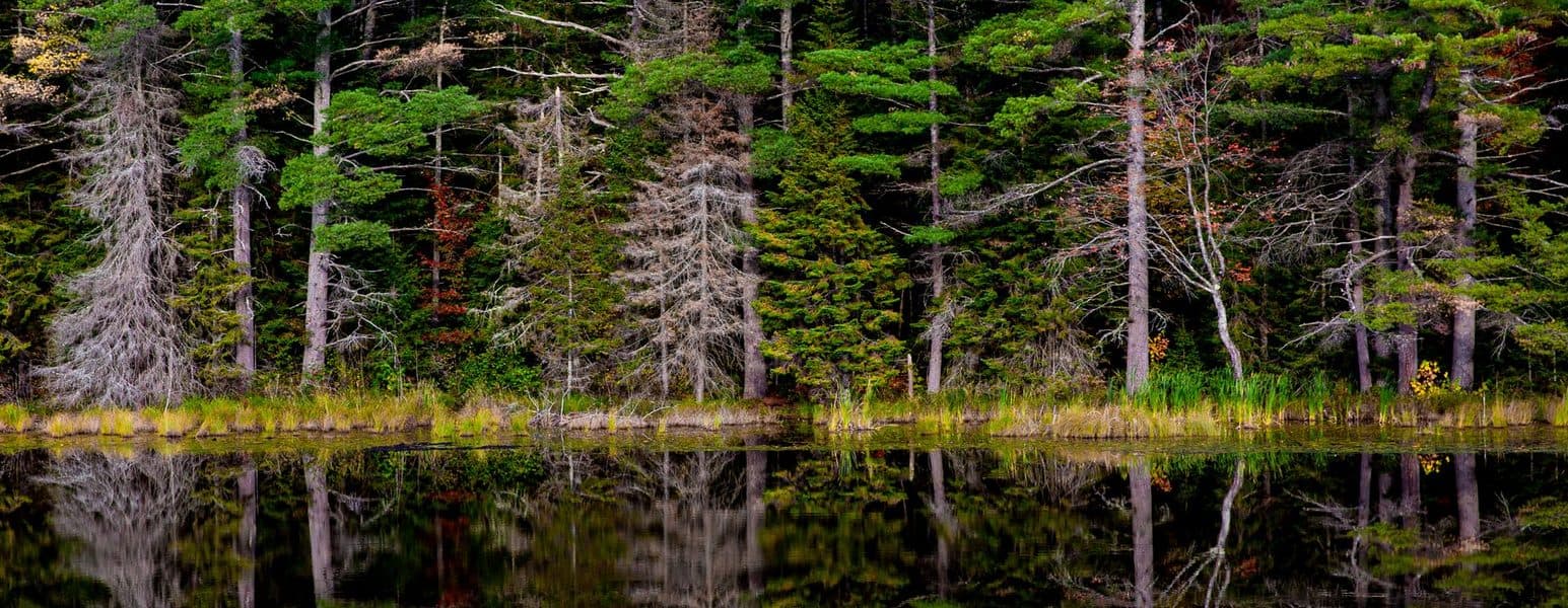 The Lac de Bordeaux and its pines.