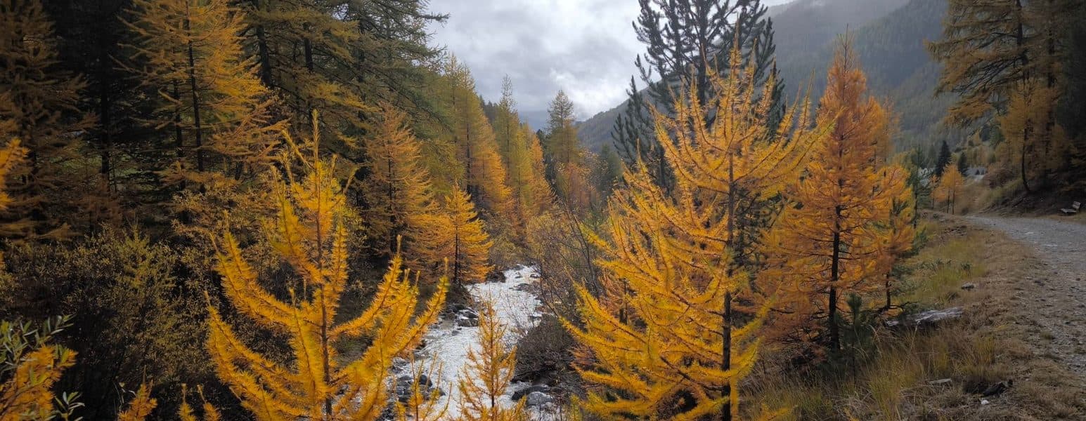 The Petit Bonheur path and the larch forest in Haute-Maurienne.